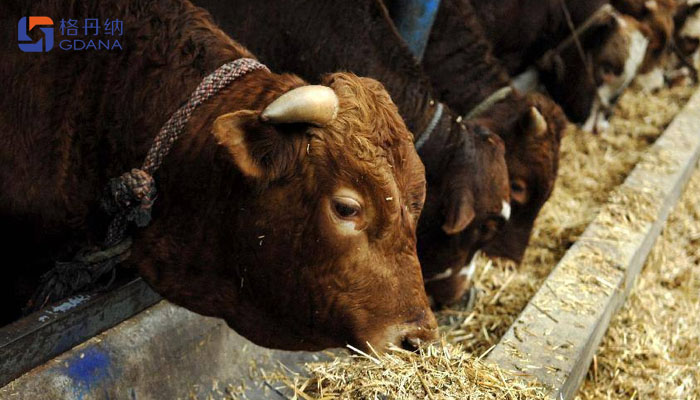 飼料存在重金屬動物健康，智能石墨消解儀為您擺脫束縛